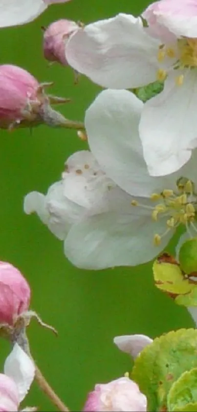 Close-up of pink and white blossoms with green background.