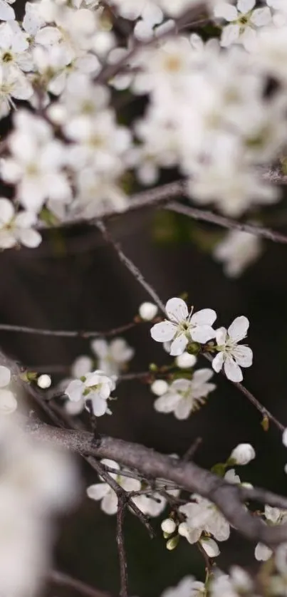 Mobile wallpaper of white spring blossoms on branches.