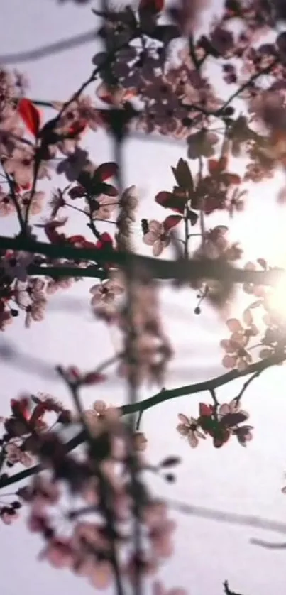 Cherry blossoms with sunlit background creating a serene mobile wallpaper.