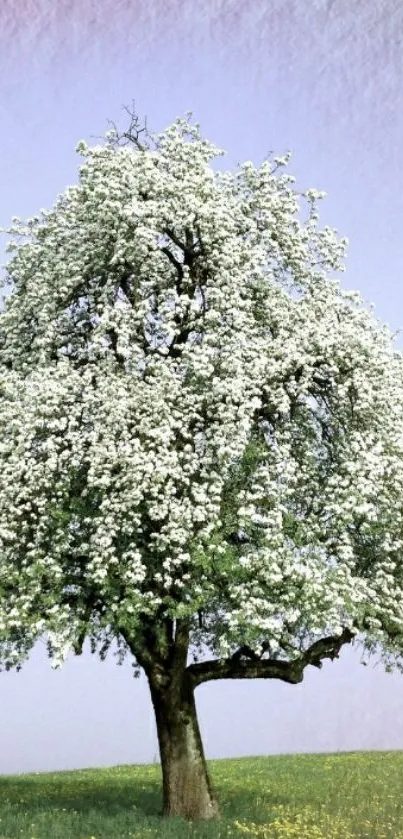 Blossoming tree under a clear blue sky.