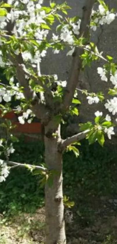 Mobile wallpaper of a blossoming tree with white flowers and green leaves.