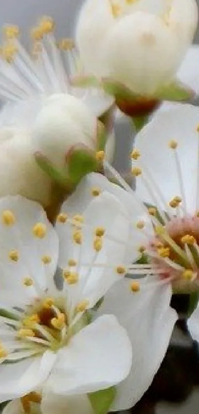 Close-up of white blossoms with yellow stamens on a green background.