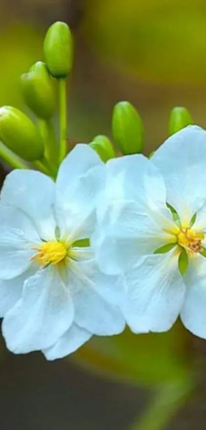 White flowers blooming on a green background.