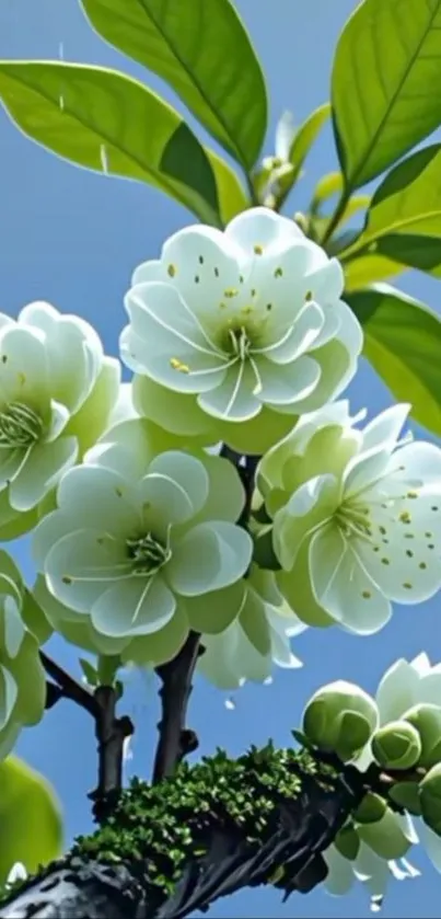 Beautiful white flowers blooming on a branch with green leaves.