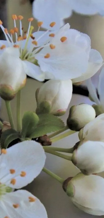 Close-up of white blossoms with orange stamens for mobile wallpaper.