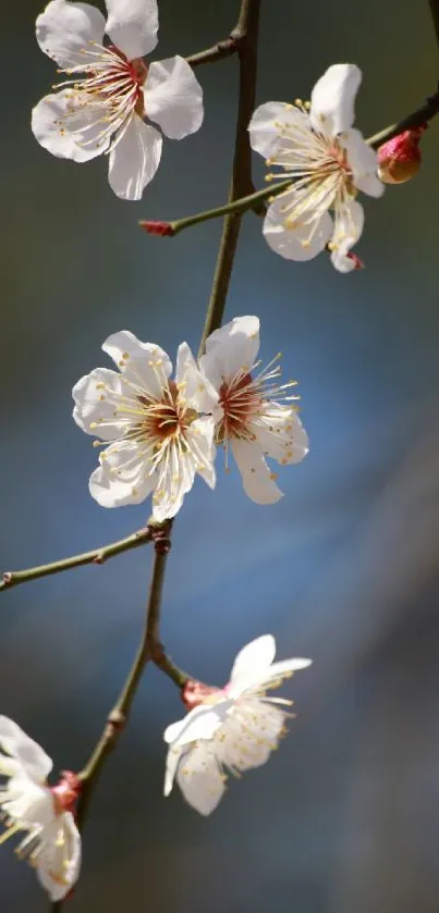 White flowers blooming on branches against a light blue sky.