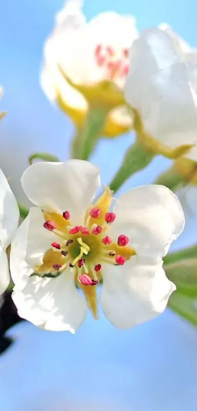 White blossoms against a bright blue sky in spring.