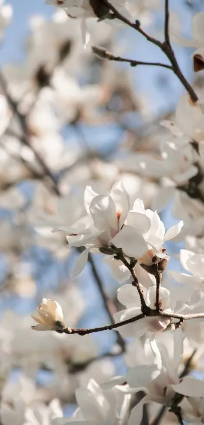 White magnolia flowers against a blue sky.