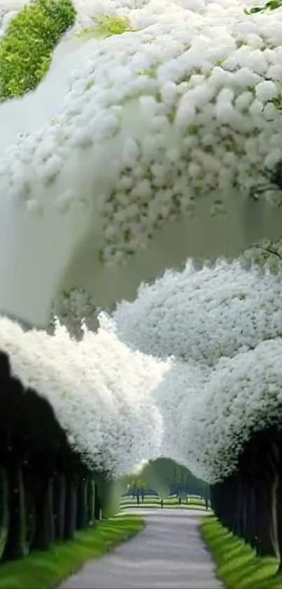 Pathway lined with blossoming white trees under clear sky.