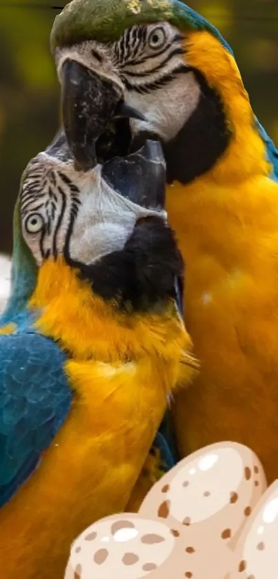 Two blue and gold macaws perched with green background.