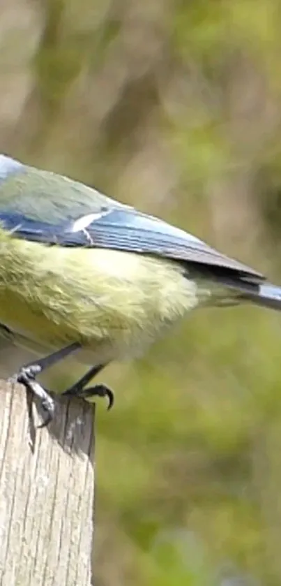 A blue and green bird perched on a wooden post in lush surroundings.