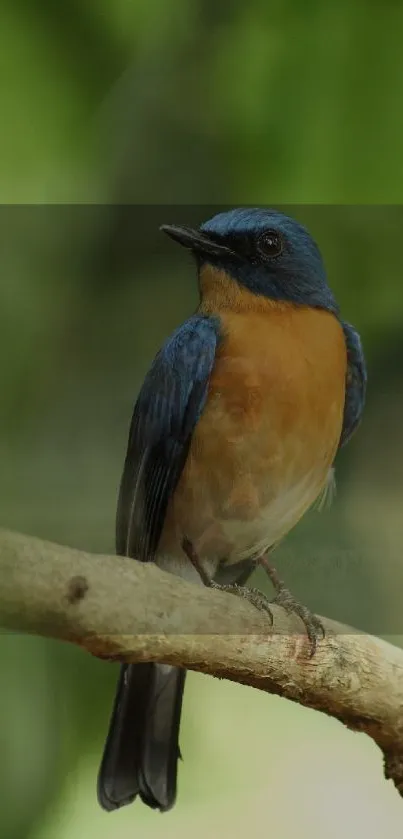 Blue and orange bird perched on a branch with a green background.