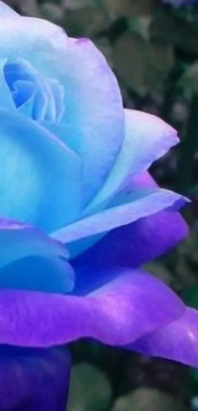 Blue and purple rose closeup wallpaper.