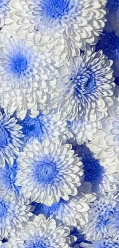 Floral mobile wallpaper with blue and white flowers.