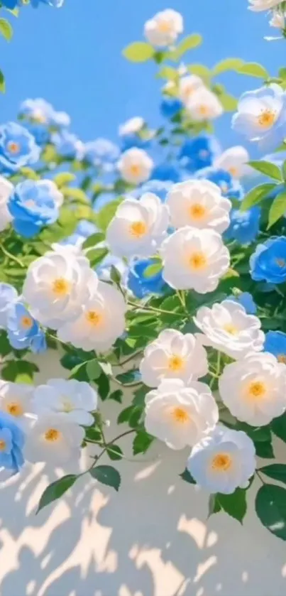 Blue and white flowers with green leaves against a clear sky.