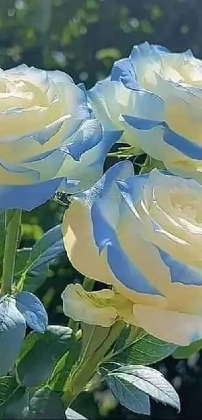 Close-up of vibrant blue and white roses on a sunny day.