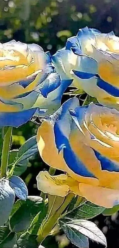 Blue and yellow roses with green leaves in sunlight on wallpaper.