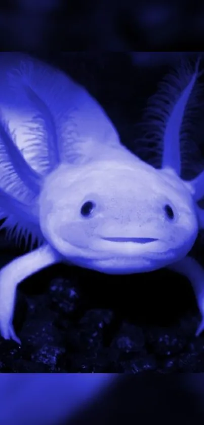 Blue axolotl on a dark background, vivid aquatic theme.