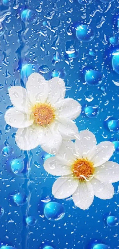 White flowers with blue water drop background mobile wallpaper.