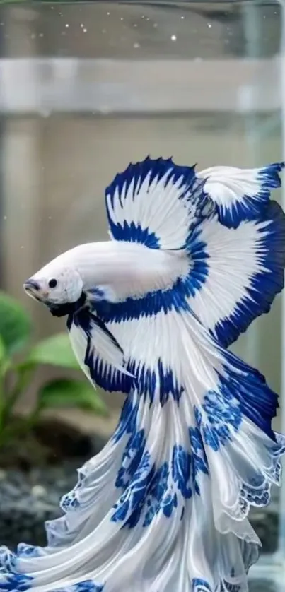 Beautiful blue and white betta fish in an aquarium setting.