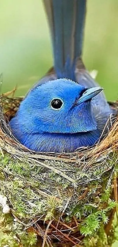 A blue bird nestled in a forest nest with vibrant green surroundings.