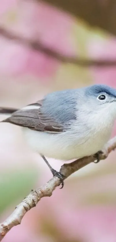 Blue bird perched on a branch with pink blossom background.