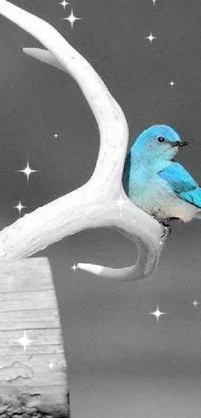 Blue bird rests on white antler in artistic monochrome setting.