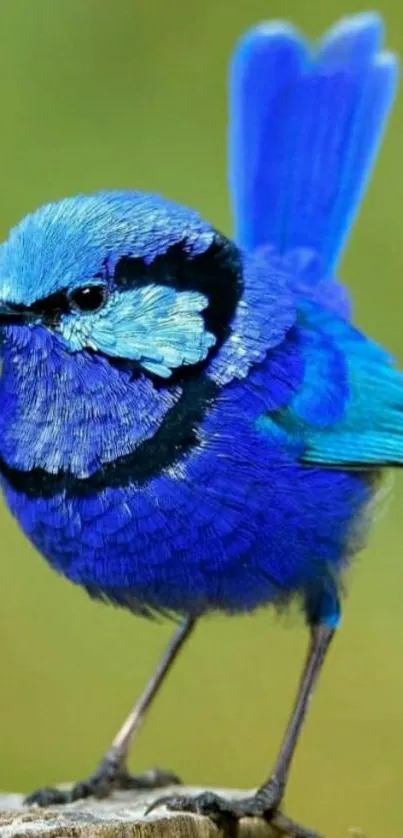 Vibrant blue bird perched on a stump with a blurred green background.