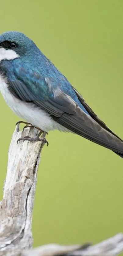 Blue bird perched on a branch against a green background.