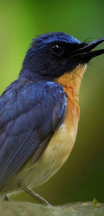 A blue and orange bird perched, showcasing natural beauty.