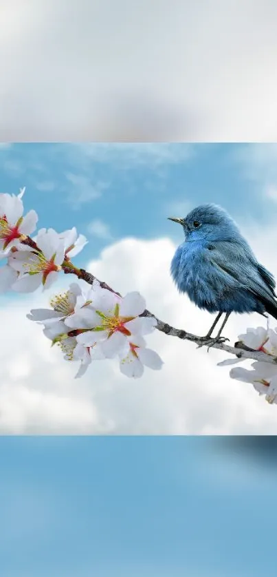 Bluebird on cherry blossom branch with sky.