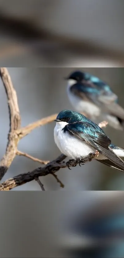 Two blue birds perched on a branch against a blurred background.