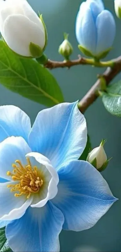 Close-up of a sky blue blossom with green leaves.
