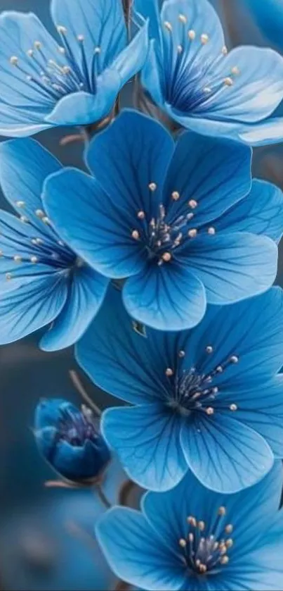 A vibrant blue blossom wallpaper for mobile phones.