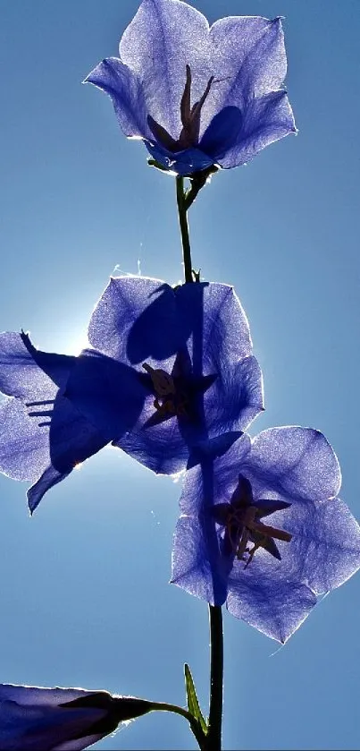 Blue blossom silhouette with sunlit petals set against a clear sky background.