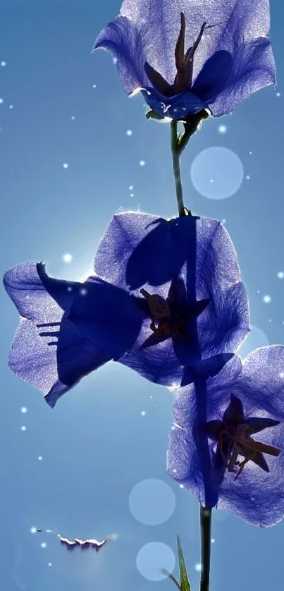 Blue flowers basking in sunlight with a dreamy backdrop.