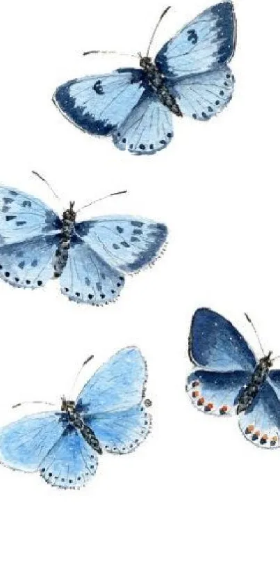 Blue butterflies on a white background mobile wallpaper.