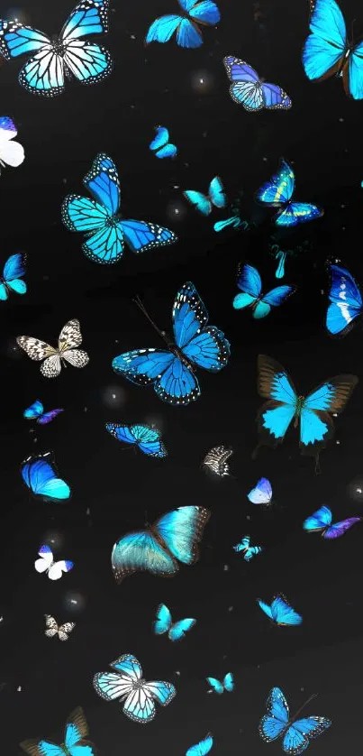 Blue butterflies on a black background wallpaper.