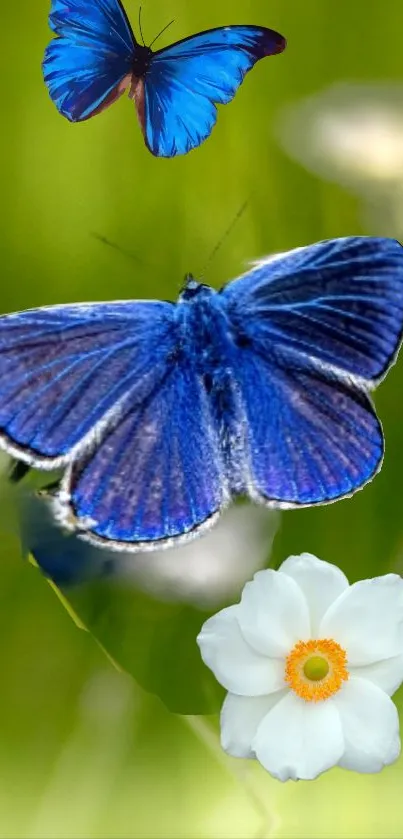 Blue butterflies on a green background with a white flower.