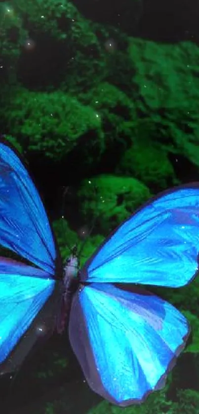 Two blue butterflies on a dark mossy green background.