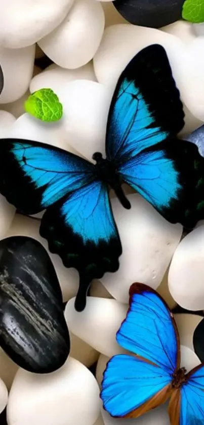 Beautiful blue butterflies on white and black pebbles.