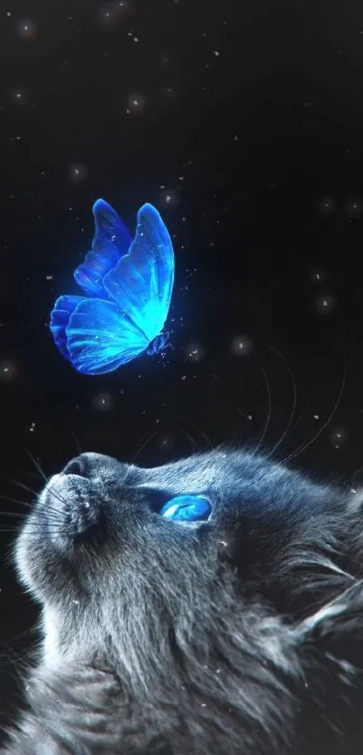 Dark wallpaper with blue butterfly and cat in focus.