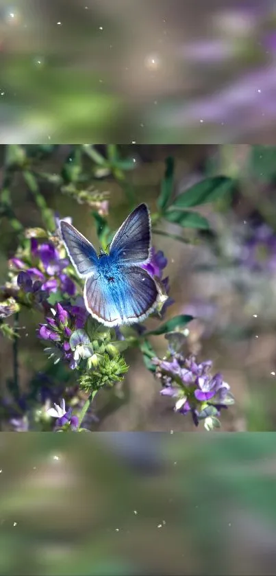 Blue butterfly on purple flowers with green background.