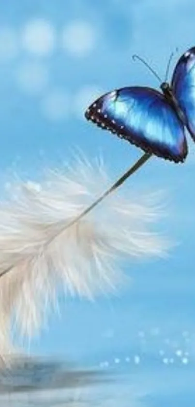 Blue butterfly resting on a feather with a light blue background.