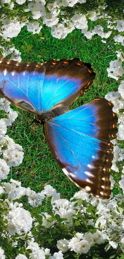 Blue butterfly amidst white flowers and green grass.