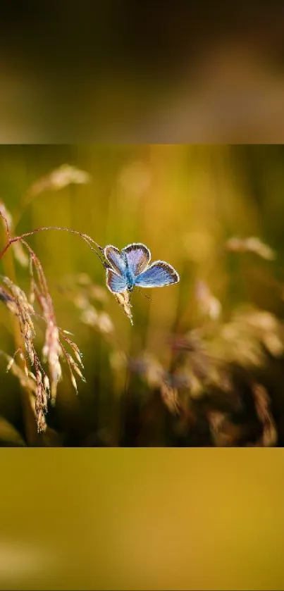 Blue butterfly resting on grass in summer field.