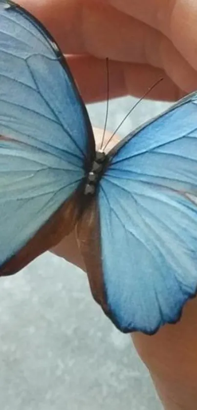 Delicate blue butterfly resting on hand.