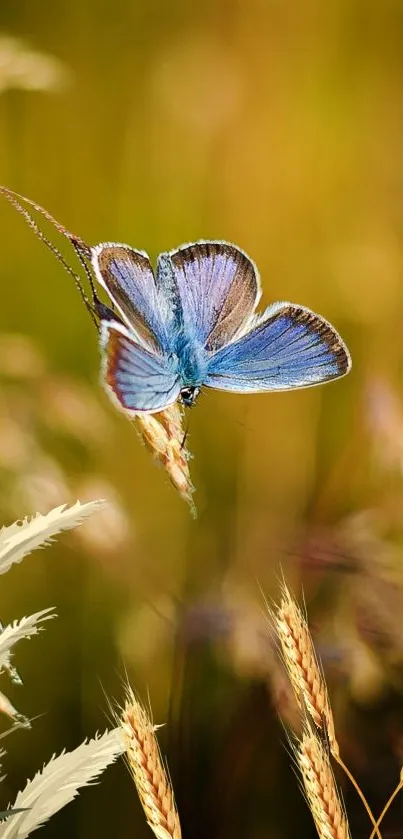 Blue butterfly resting on golden grass.