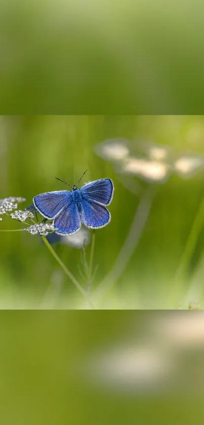 A blue butterfly perched on wildflowers in a lush green meadow.