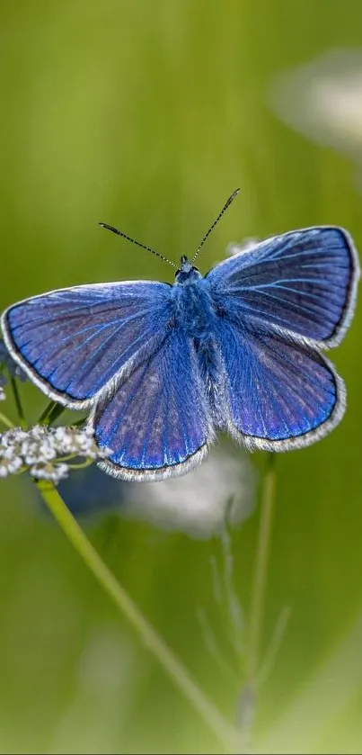 Blue butterfly on a green, flowered background.